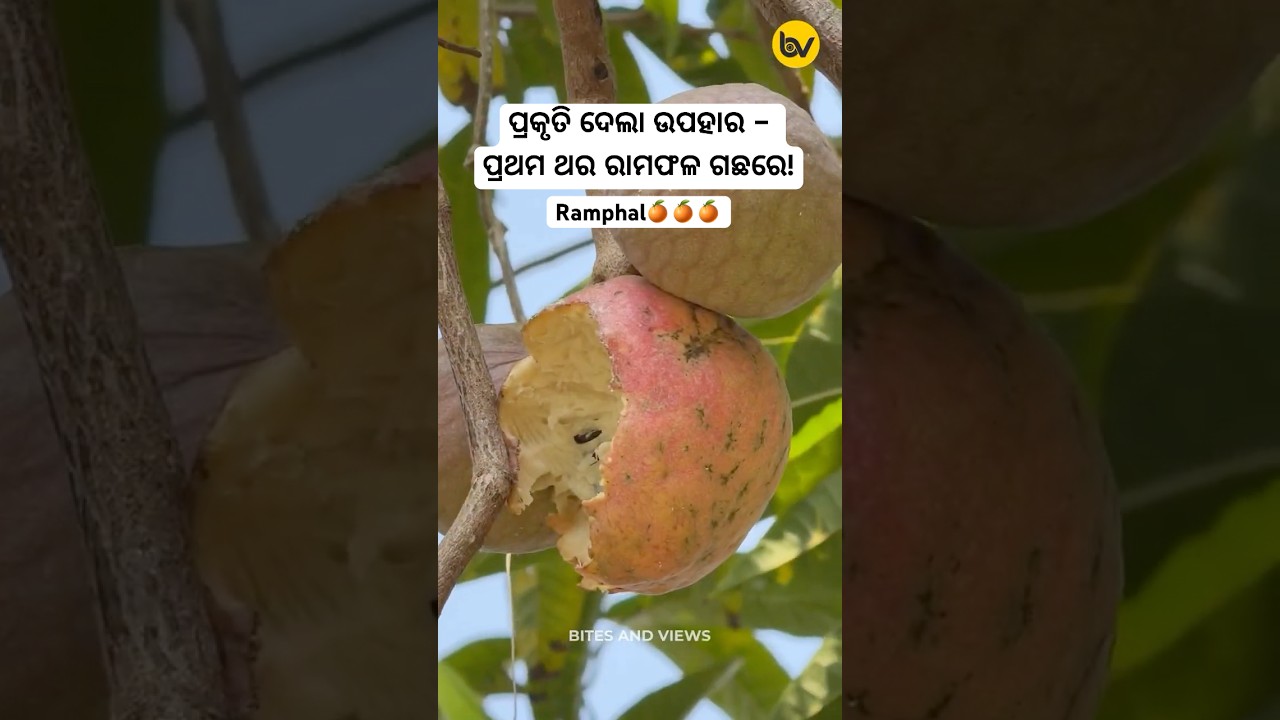 ପ୍ରକୃତି ଦେଲା ଉପହାର – ପ୍ରଥମ ଥର ରାମଫଳ ଗଛରେ! || Ramphal || #shorts #shortsfeed #viralvideo