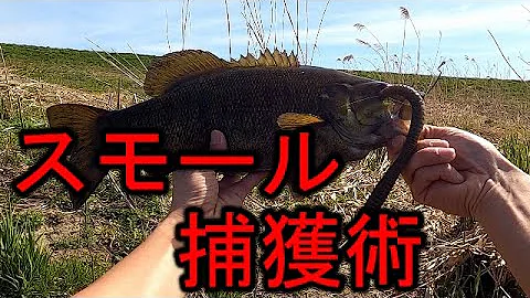 スモールマウスバス 釣り方 Mp3
