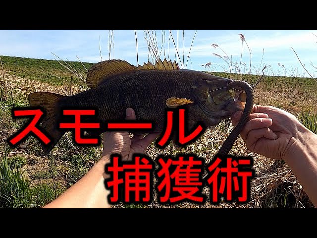 バス釣り】デカイ川スモールの釣り方教えます【スモールマウスバス