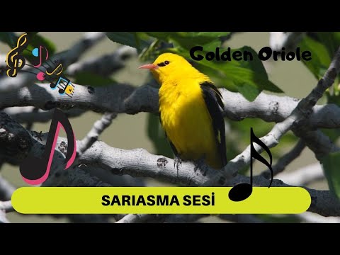 SARI ASMA SESİ, Eurasian Golden Oriole SOUND