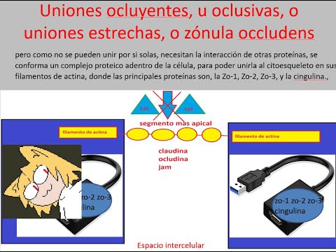 Arti 1: Tejido epitelial (unlam) (medicina matanza)