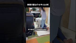 嫉妬に駆られてやり過ぎちゃう大型犬　#グレートピレニーズ #greatpyrenees #大型犬 #大型犬のいる生活 #愛犬 #癒し #可愛い