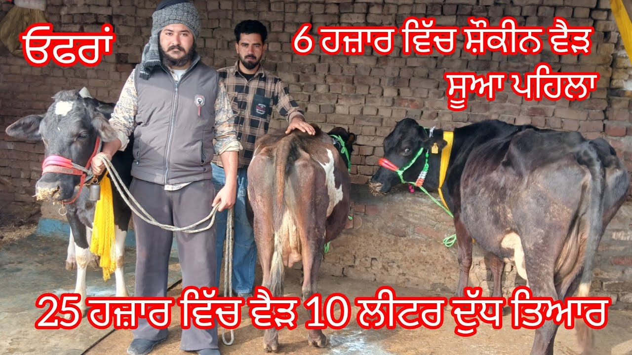 6 ਹਜ਼ਾਰ ਵਿੱਚ ਸ਼ੌਕੀਨ ਵੈੜ 25 ਹਜ਼ਾਰ ਵਿੱਚ ਵੈੜ 10 ਲੀਟਰ ਦੁੱਧ ਤਿਆਰ ਮਾਨਤਾਨ ਖੁੱਲਾ /cow for sale 