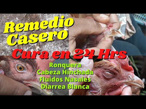 Remedio Casero para CURAR Moquillo, Diarrea Blanca, Ronquera, Ojo Hinchado en Nuestras Gallinas