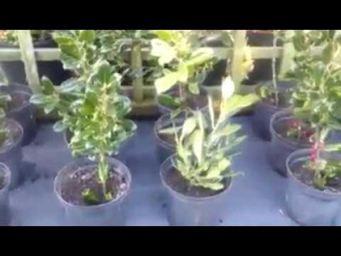 Video: Propagace cesmíny – pěstování semen cesmíny a řízků