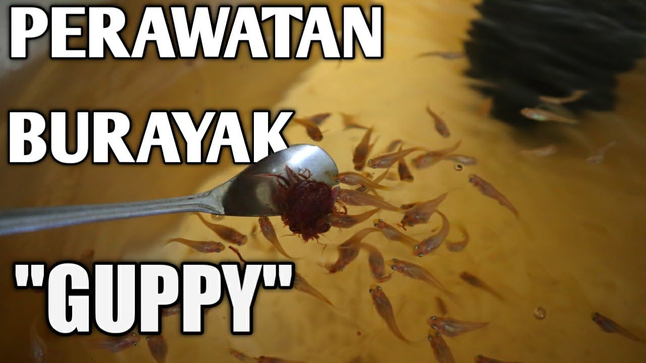 PAKAN TERBAIK UNTUK BURAYAK IKAN GUPPY BIAR CEPET BESAR