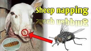 Nasalworm in Sheep and Goats, Nasalworm Infestation