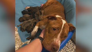 Dog En Route To Minnesota Rescue Delivers 14 Puppies During Trip