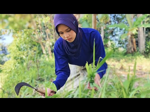 MIRIS'GADIS DESA UMUR 19 TAHUN NGARIT JADI TULANG PUNGGUNG KELUARGA