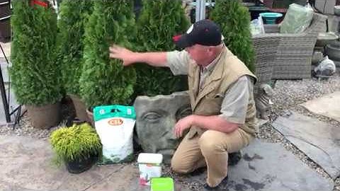 Fertilizing Evergreens with high Nitrogen in the Spring