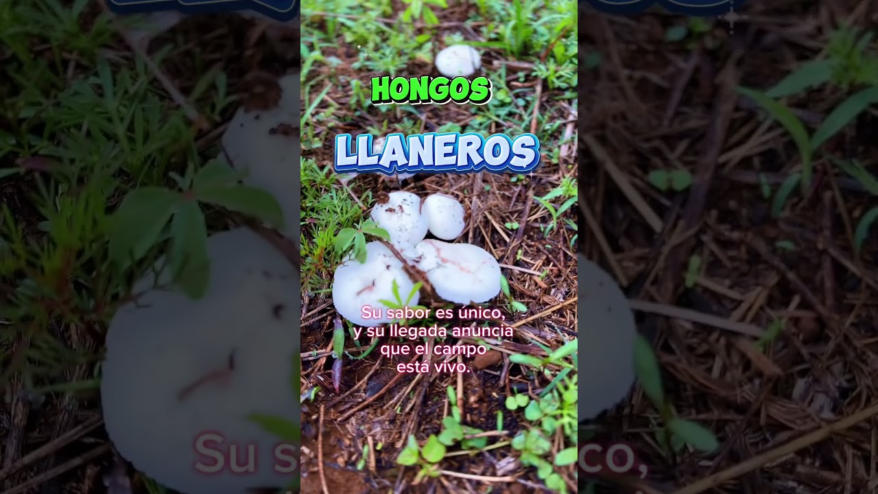 ¡Los deliciosos hongos llaneros ya están aquí! 🍄🌾 #CapCut #hongos #llaneros #champiñones