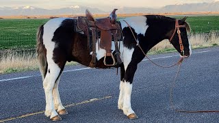 ''Homie'' 9 Yr Old Quarter Pony. Lot 1 @ @WesternColoradoSelectEquineSal