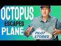 Octopus Seeps Out of Airplane Door! Pilot Stories