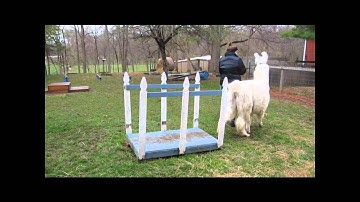 Kids practicing for showing llamas over obstacles - a llama training lesson at the farm