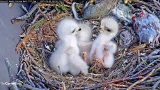 Third And Final Chick "K3" Hatches, Receives First Bites At #CornellHawks Nest - May 6, 2021