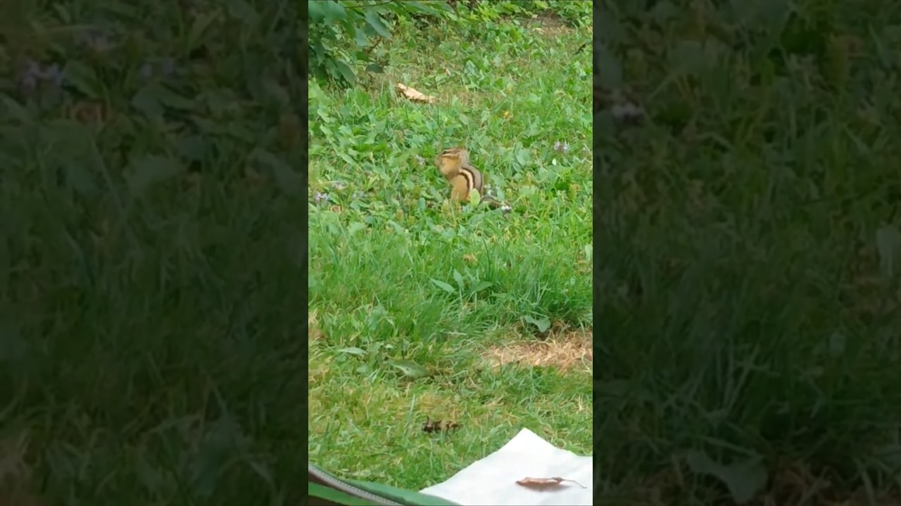 Critter Under My Tent - Me And My Royal Enfield And My Wenzel Tent