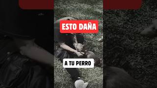 3 ERRORES QUE DAÑAN MENTALMENTE A TU PERRO