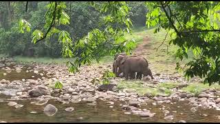 ആനക്കുളം stories #idukki #elephant #aanapremi #forest #trip #munnar #vibes