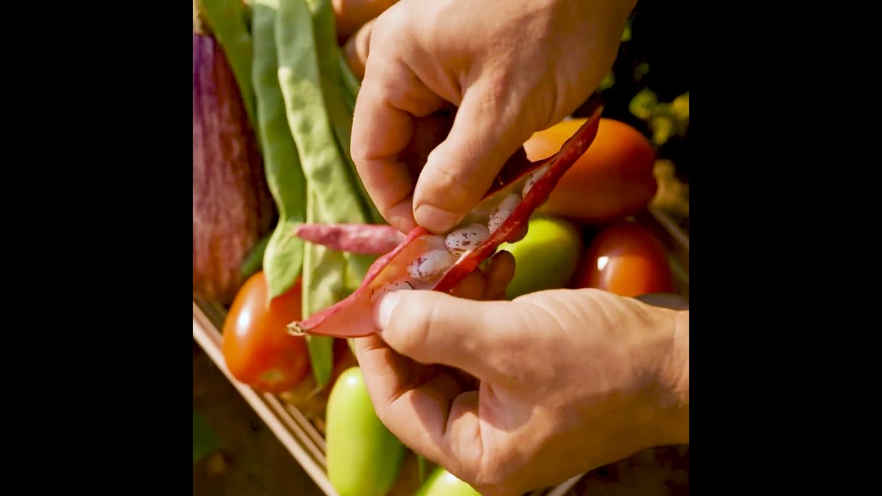 Heirloom Gardening with True Leaf Market!