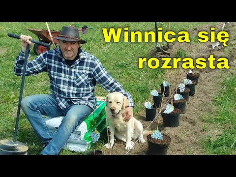 Sadzenie krzaków winorośli
