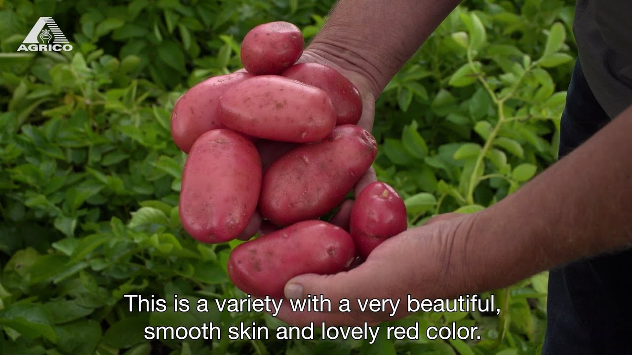 AGRICO VARIETIES - Corazon