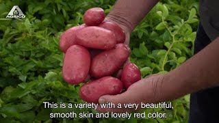 Corazon - AGRICO SEED POTATO VARIETIES Corazon - AGRICO SEED POTATO VARIETIES