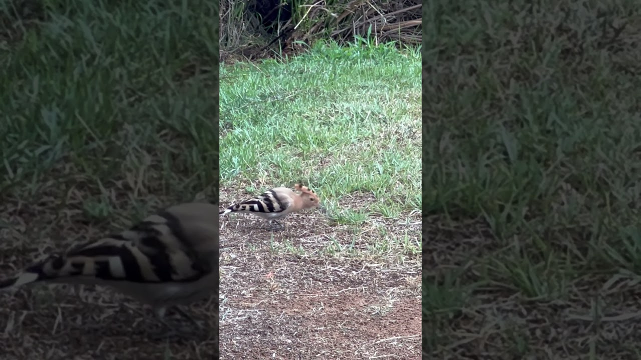 This Bug Refuses to Surrender 