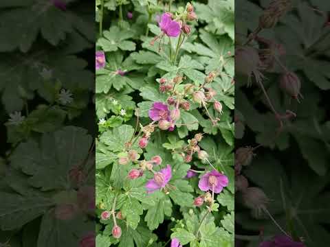 Видео: Размножаване на билки в градината