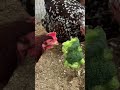 #backyardflock #freerangechickens #broccoli