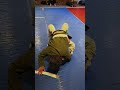 2 Bears full round jiujitsu #bjj #bjjlife #bluecolorbears