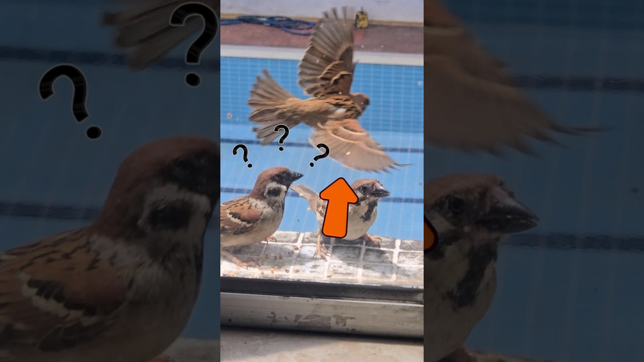 A Jetfighter Performance at My Windowsill! ✈️ 🐦