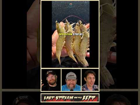 Shrimp Farming