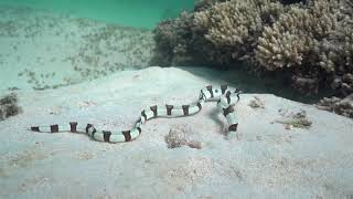 banded snake eel