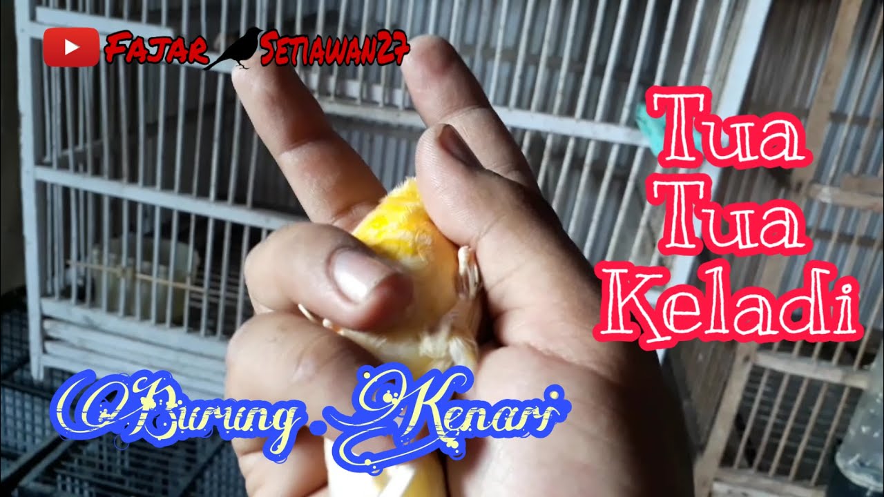Menjaga kondisi burung kenari yang sudah tua #BurungKenari 
