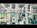 How Corn Flour is Made? 20TPD Milling Line in Action!