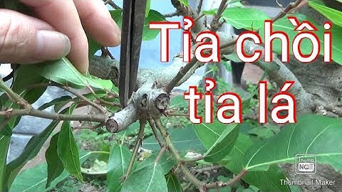 Tỉa chồi và tỉa lá cây sung để điều chỉnh tán
