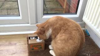 Ginger cat and an orange money box