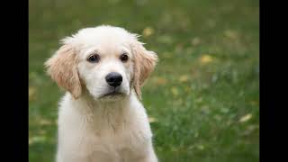 Can Puppies Eat Almonds? The Hidden Dangers You Should Know! Can Dogs Eat Almonds The Risks