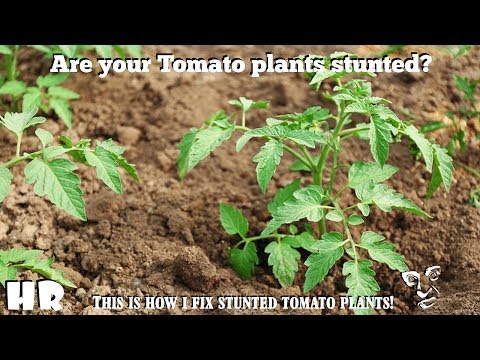 Video: Tamatiekweekprobleme: probleme met tamatieplante en vrugte
