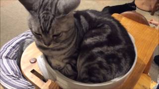 [CAT CAFE]Cat pot [JAPAN TOKYO]20150626 023