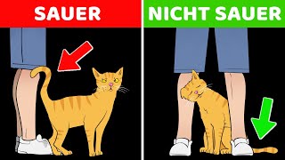 Wenn Deine Katze Seltsam Ist, Keine Sorge  Hier Ist Der Grund! by DIE WUNDERSAMEN 4,261 views 1 year ago 8 minutes, 43 seconds