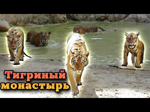 Таиланд. Тайны Тигриного Храма: как кошачьи поселились вместе с людьми