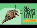 All about sugar beets 33