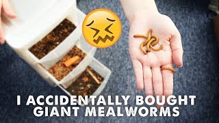 I Accidentally Ordered GIANT Mealworms 🙈 + BUG UPDATES