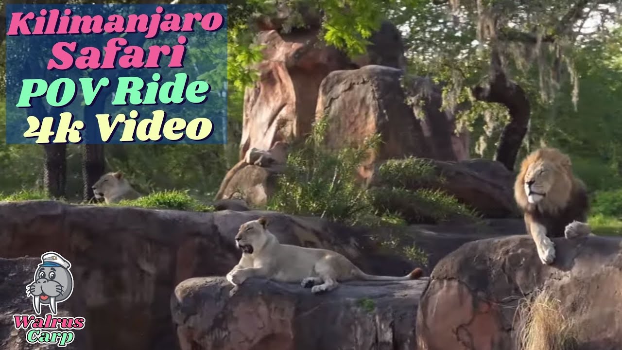 Kilimanjaro Safari Ride 4k POV Disney's Animal Kingdom Rope Drop