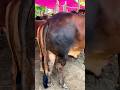 Watch What Happens When a Cow Sees Snow! #shorts