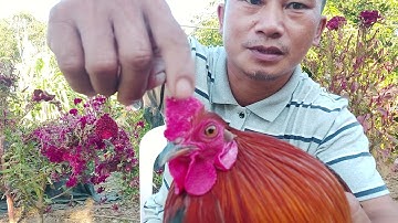 ไก่ต่อ ผสมไก่ป่า ราคาเบาๆ qaibdib txuam qaib qus