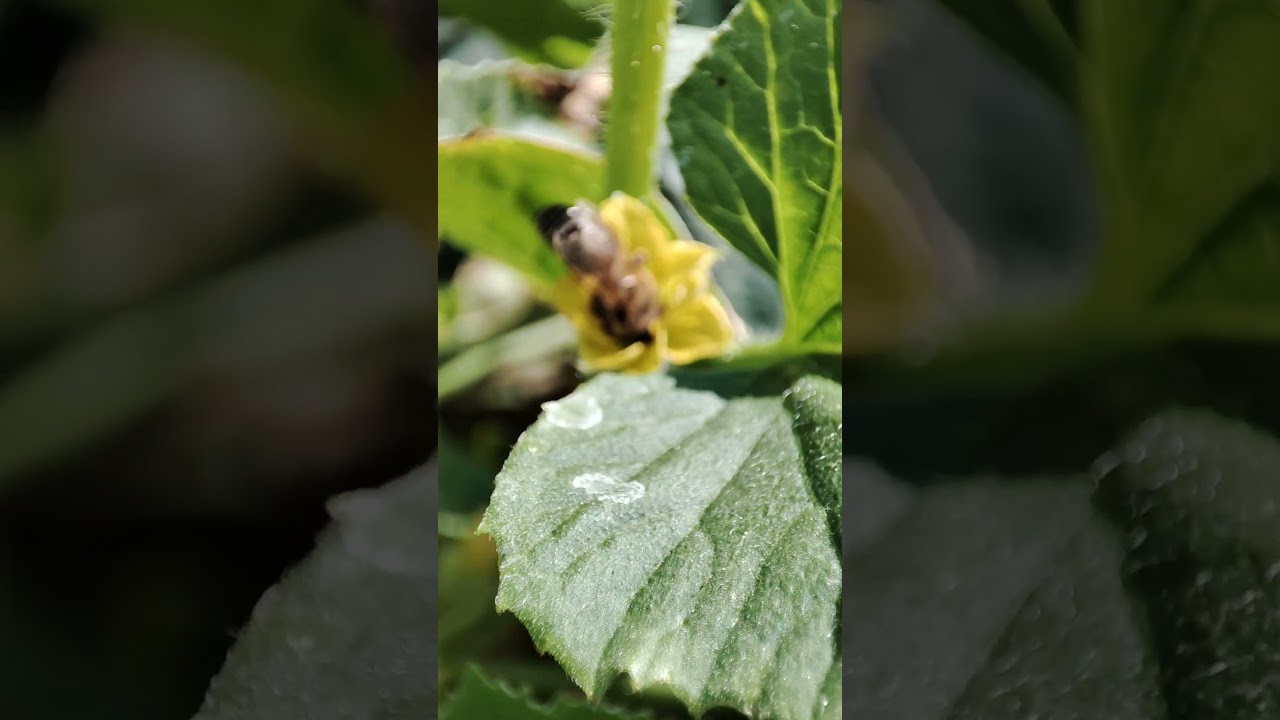 Macro world: a bee on duty 🌸🐝