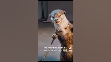 Rocket thinking in his friends #guardiansofthegalaxyvol3 #marvel #rocketraccoon