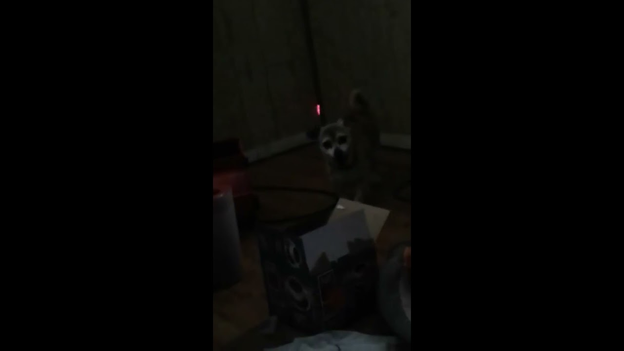 My dogs chasing a laser pointer. YouTube